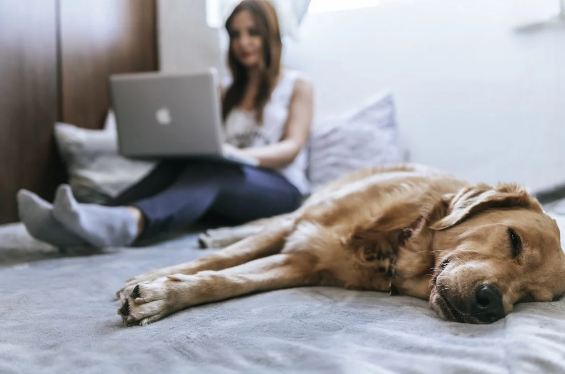 modern smart bed